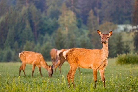 A herd of Altai maral hinds, Altai wapiti or Altai elk (Cervus canadensis sibiricus) stand in a