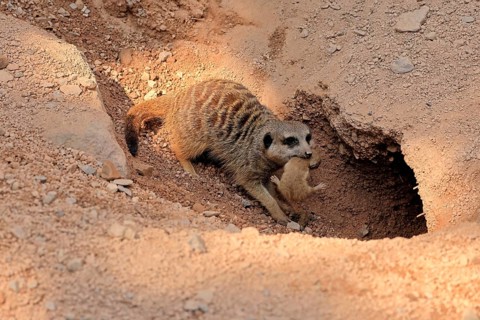 Tiger nut (Suricata suricatta), adult, juvenile, carry, carrying, newborn, baby, female, mother
