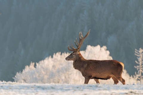 A red deer stag (Cervus elaphus) stands in the first light of day on a meadow covered in hoar frost