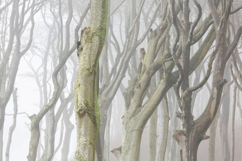 Beech trees in mist, shaped by strong winds, at Ghost Wood, Gespensterwald along the Baltic Sea