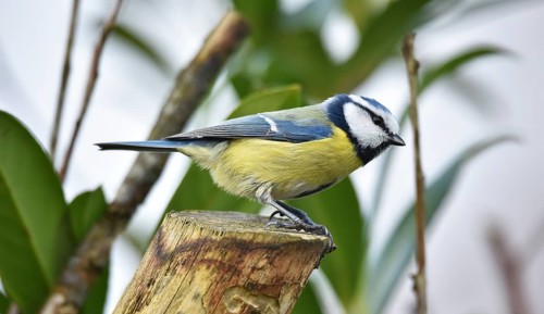 Blue tit (Cyanistes caeruleus) on a branch in cherry laurel, (Prunus laurocerasus)