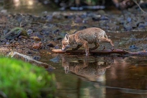 One young red fox, Vulpes vulpes, walking through a shallow forest creek in late light. Searching