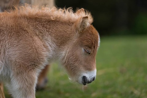 Falabella foal, The Falabella (Equus ferus caballus) is the smallest horse at all. Sleeping