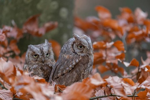 Two Eurasian scops owls (Otus scops)sitting on a twig of a beech tree, embedded in brown leafs