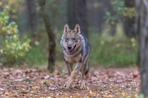 One young male eurasian gray wolf (Canis lupus lupus) running thru a forest with rocks and heather.
