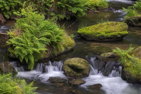 Flowing, silky water with ferns and rocks in the Edmunds Gorge, river Kamnitz, Hrensko, Ustecky
