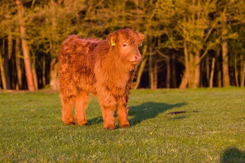 One Highland calf (Bos primigenius) taurus) stands on a meadow