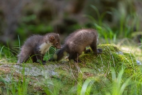 Two beech marten (Martes foina), playing on the forest floor between green vegetation