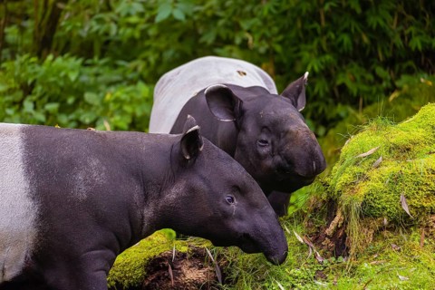 Two Malayan tapir (Acrocodia indica), one male and one female meet in a small clearing in the