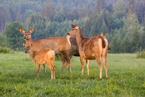 Two Sambar hinds with a fawn and a stag (Rusa unicolor), stand on a meadow in first morning light