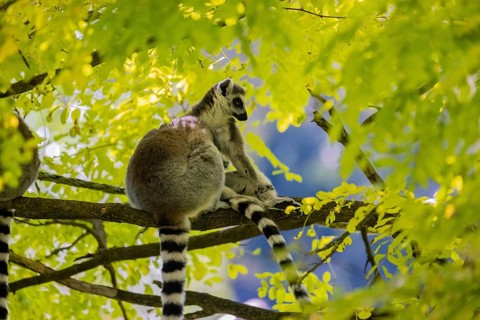 Three ring-tailed lemurs (Lemur catta) sitting in a tree with fresh green leaves