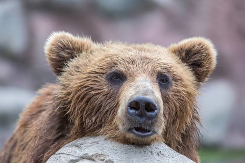 One Kamchatka brown bear (Ursus arctos piscator), portrait