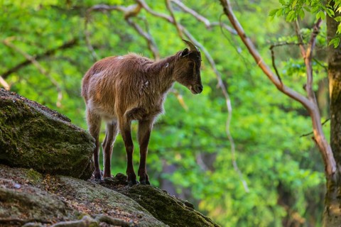 One female Himalayan Tahr (Hemitragus jemlahicus) stands on rocks in a green forest