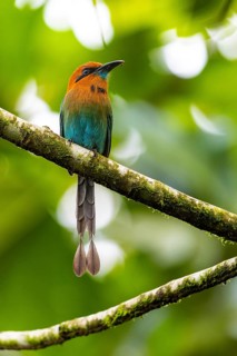 Cinnamon-breasted motmot (Baryphthengus martii), Guanacaste, Costa Rica, Central America