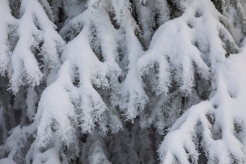 The crystals of hoarfrost look like lace on the snow-covered fir branches, winter landscape on the