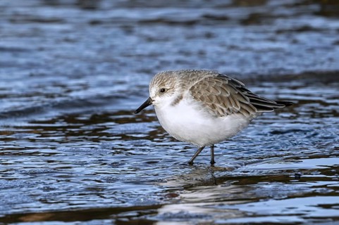Sanderling (Calidris alba) in non-breeding plumage foraging in shallow water on the beach along the