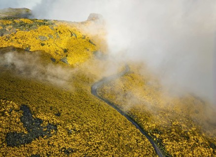 Aerial view of road among yellow Cytisus blooming shrubs near Pico do Arieiro, Portugal in clouds