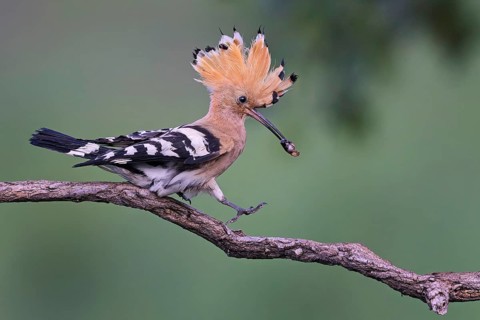 Hoopoe (Upupa epops) Bird of the Year 2022, male with caterpillar as a wedding present for the