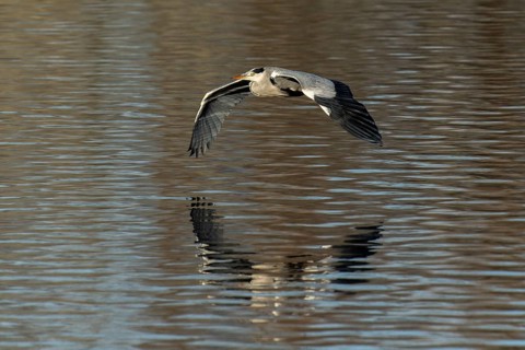 A grey heron flies with visible reflection over a calm water surface, Grey heron, (Ardea cinerea),