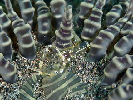 A transparent peacock-eyed anemone shrimp (Ancylocaris brevicarpalis) between the tentacles of a