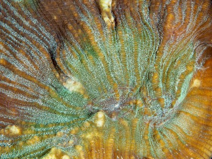 Close-up of a bulging coral (Open brain coral) with green and brown colour nuances, dive site