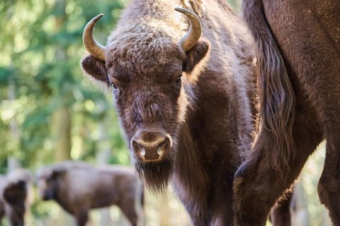 European bison (Bison bonasus) portrait in a forest in spring, Bavarian Forest, Germany, Europe