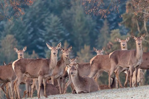 A herd of female red deer (Cervus elaphus) stands in a hoar frosted meadow, A forest can be seen in