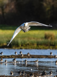 Tundra Swan, Bewick's Swan, Cygnus columbianus in flight at winter in Slimbridge, England, United