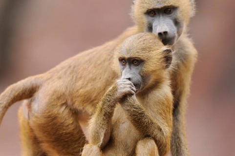 A young baboon explores its surroundings and stands close to an older animal, a sense of curiosity