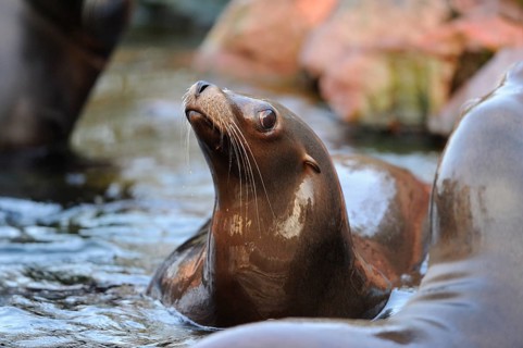 A sea lion attentively observes its surroundings in the water, California sea lion (Zalophus