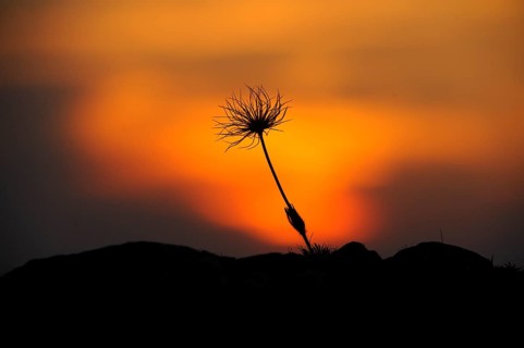 Silhouette of a flower in front of a colourful sunset sky, Pasque flower (Pulsatilla vulgaris),