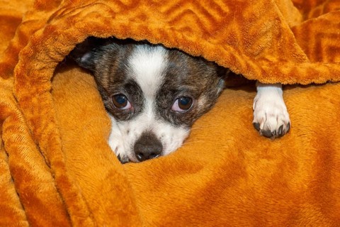 A small dog finds shelter under a soft, brown blanket, fear, Chihuahua, Germany, Europe