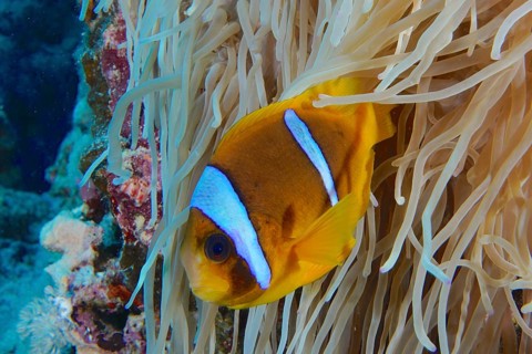 Red sea anemonefish (Amphiprion bicinctus) in the middle of a sea anemone under water, dive site
