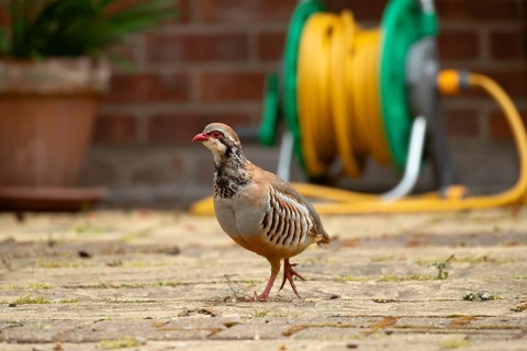 Red legged or French partridge (Alectoris rufa) adult bird on an urban garden patio, England,