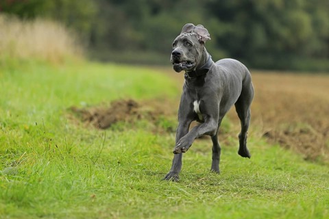 Great Dane, Saupacker, Great Dane
