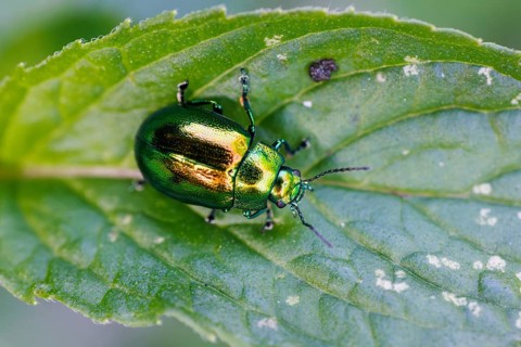 Rose chafer (Cetoniinae), Germany, Europe