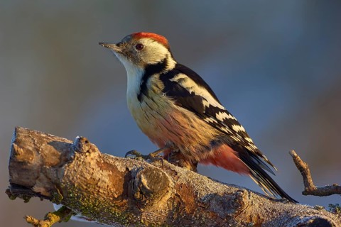 A middle spotted woodpecker (Leiopicus medius) with red, black and white feathers sitting on a tree
