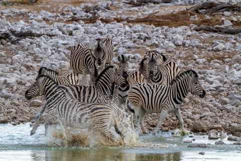 Steppe zebras at a waterhole in Etosha National Park, Namibia, Africa