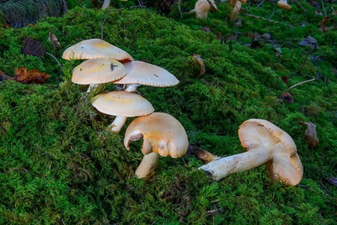 Beige forest snails (Hygrophorus nemoreus) grow on moss-covered ground in the forest,