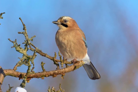 A jay (Garrulus glandarius), sitting on a branch against a blue sky, Odenwald, Hesse, Germany,