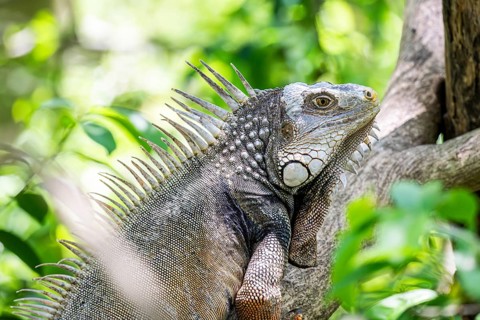 Green iguana (Iguana iguana), Aviario Nacional de Colombia, Via Baru, Province of Cartagena,
