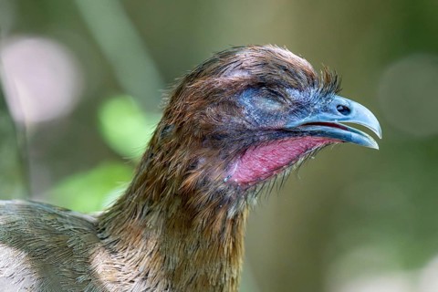 Little chachalaca (Ortalis motmot), Aviario Nacional de Colombia, Via Baru, Province of Cartagena,