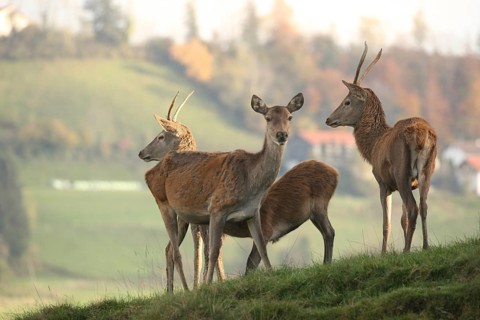 Red deer (Cervus elaphus) female suckling calf, two one-year-old pintails, Allgäu, Bavaria,
