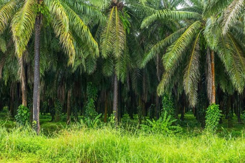 Oil palm (Elaeis guineensis), plantation, Sierpe, Puentarenas, Costa Rica, Central America