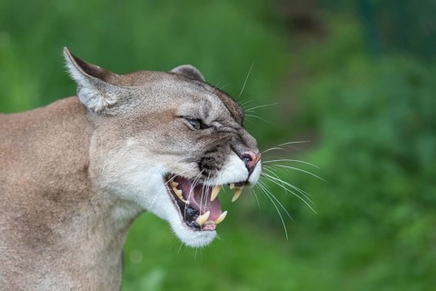 One male cougar, Puma concolor, sideview portrait with green vegetation in the background. Snarling