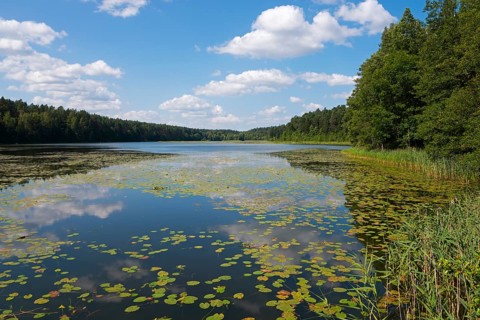 Idyllic lake with water lilies, surrounded by forest under a blue sky with white clouds, Lake