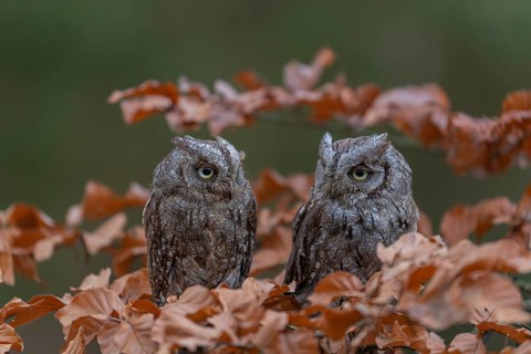 Two Eurasian scops owls (Otus scops)sitting on a twig of a beech tree, embedded in brown leafs