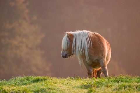 Falabella horse stands on a pasture in early morning light. The Falabella (Equus ferus caballus) is