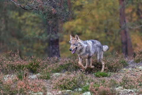 One young male eurasian gray wolf (Canis lupus lupus) running thru a forest with rocks and heather.