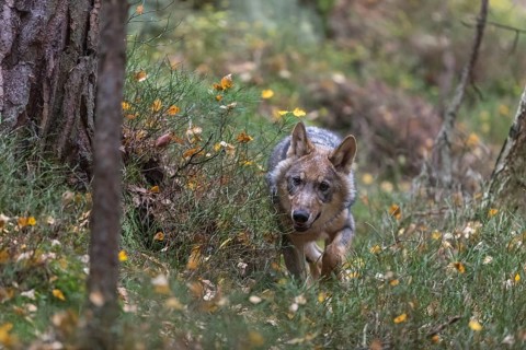 One young male eurasian gray wolf (Canis lupus lupus) running thru a forest with rocks and heather.